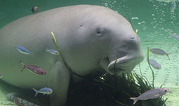 鳥羽水族館