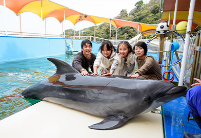 海豚島